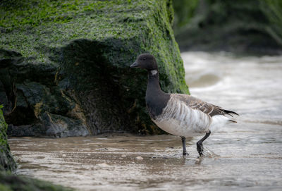 View of a bird on beach