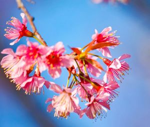 Close-up of pink flowers against clear sky