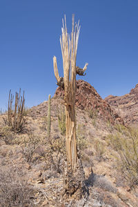 Dead plant on land against clear sky