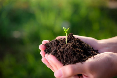 Close-up of hand holding small plant