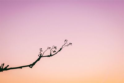 Low angle view of silhouette birds flying against sky during sunset