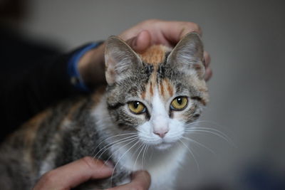 Close-up of hand holding cat