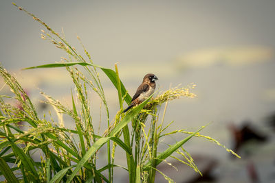 Bird perching on a plant