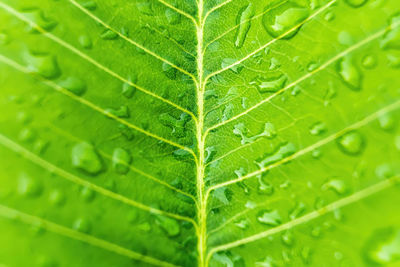 Full frame shot of raindrops on leaves