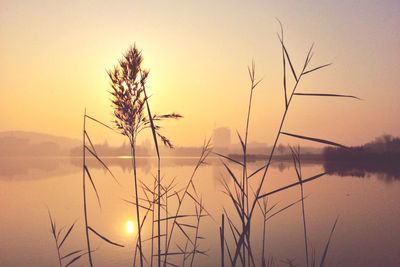 Scenic view of silhouette grass at sunset