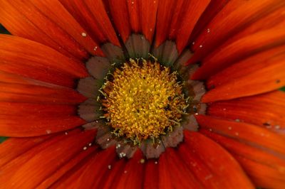 Full frame shot of orange flower