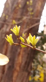 Close-up of yellow leaves on branch