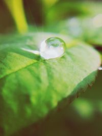 Close-up of green leaf