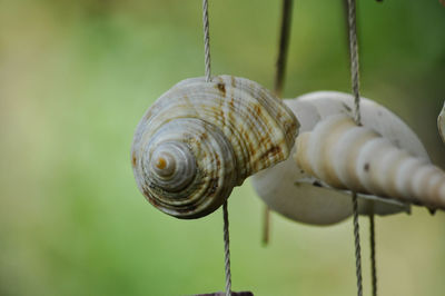 Close-up of snail