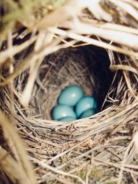 High angle view of bird in nest