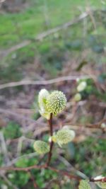 Close-up of flowers against blurred background