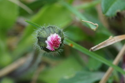 Close-up of pink flower