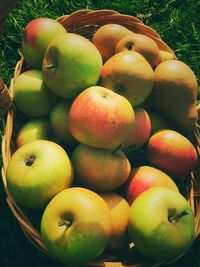 Close-up of apples on tree