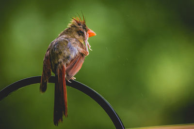 Close-up of bird perching on branch