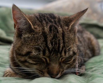 Close-up of a cat