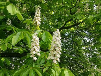 Low angle view of flower tree