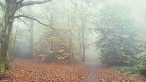 Trees in forest