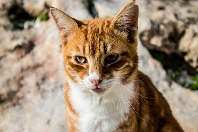 Close-up portrait of cat