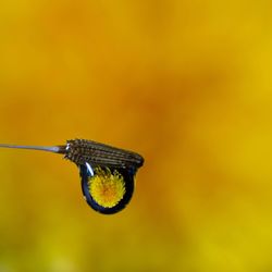 Close-up of butterfly on yellow leaf