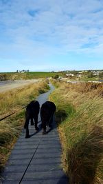 Rear view of dogs walking on footpath
