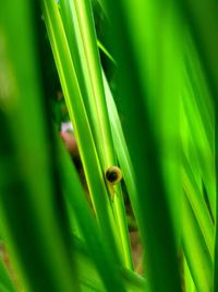 Close-up of lizard on grass