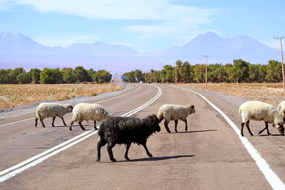 Flock of sheep grazing crossing the road of san pedro de atacama suburb, el loa province, chile