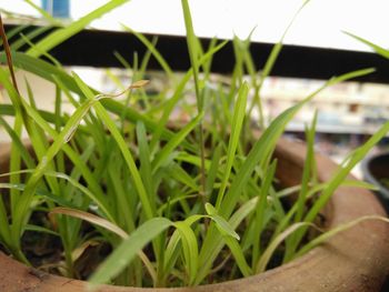 Close-up of fresh green plants