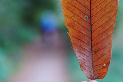 Close-up of dry leaf