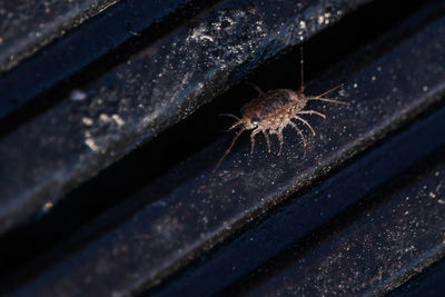 Close-up of spider