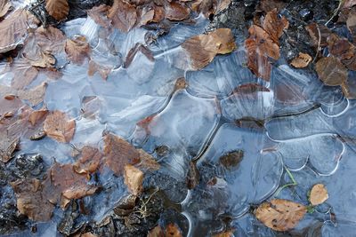 Full frame shot of autumn leaves on rock frozen in ice