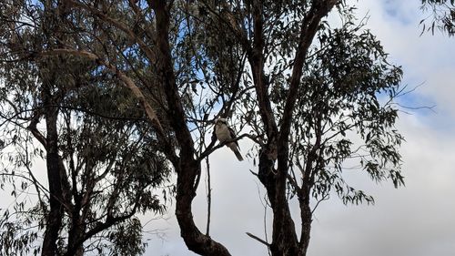 Low angle view of silhouette tree against sky