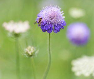Close-up of bee on purple flower
