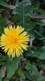 Close-up of yellow flower