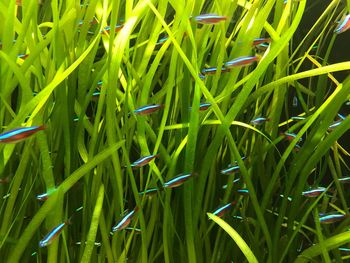 Full frame shot of fresh green grass