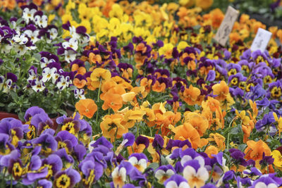 Close-up of colorful flowers in field