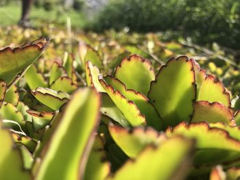 Close-up of succulent plant in field