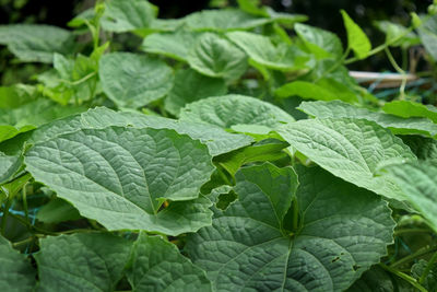 Green beautiful vegetable leaves on nature, botany patterns and background. 