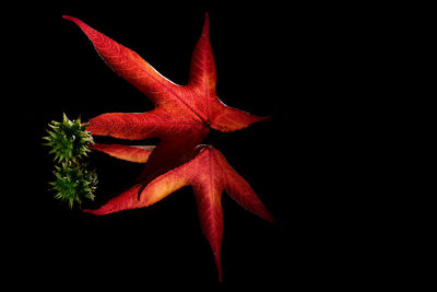 Close-up of red flowers against black background