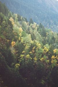 High angle view of trees in forest