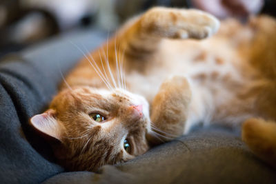 Close-up of ginger cat relaxing on bed at home