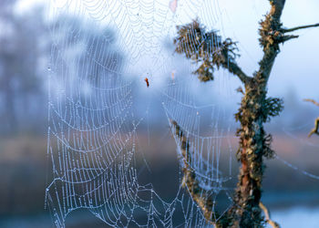 Close-up of spider on web