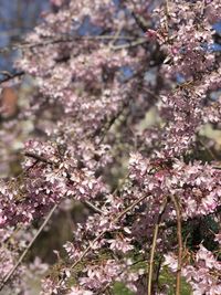 Close-up of pink cherry blossoms