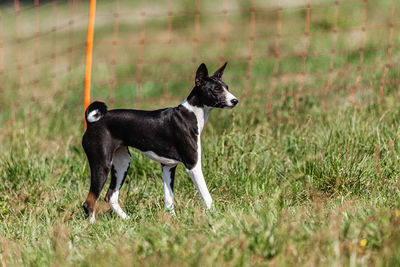 Dog running on field