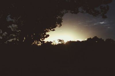 Silhouette of trees at sunset