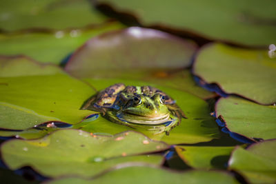 A beautiful common green water frog enjoying sunbathing in a natural habitat at the forest pond. 