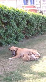 View of a dog relaxing on field