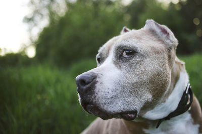 Close-up of dog looking away