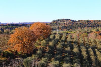 Trees on field against clear sky during autumn