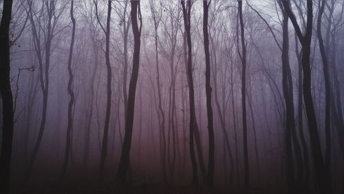 Bare trees in winter