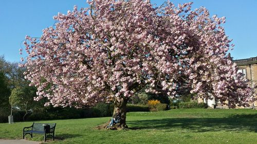 Trees growing in park